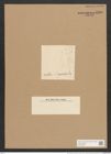 Nitzschia amphibia var. australis Grun. (de-Toni-Nr.: Genus 47, Species 2132) Zeichnungen Sammlung Grunow Nr. 4290 (NHMW-BOT-W0372298)